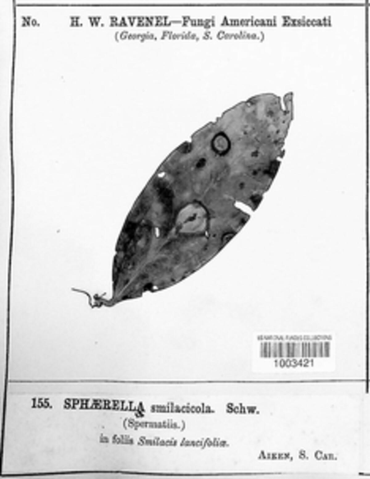 Sphaerella smilacicola image